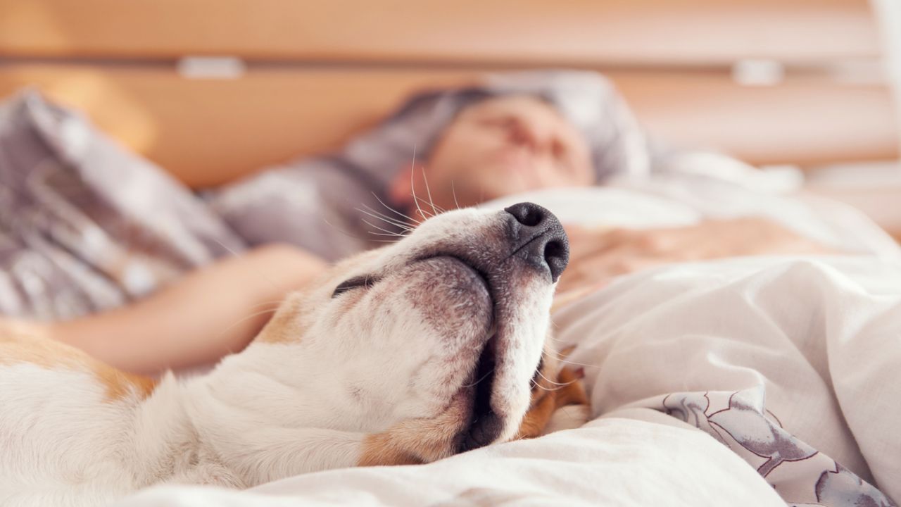 Quantas horas dorme um cachorro: você sabe?
