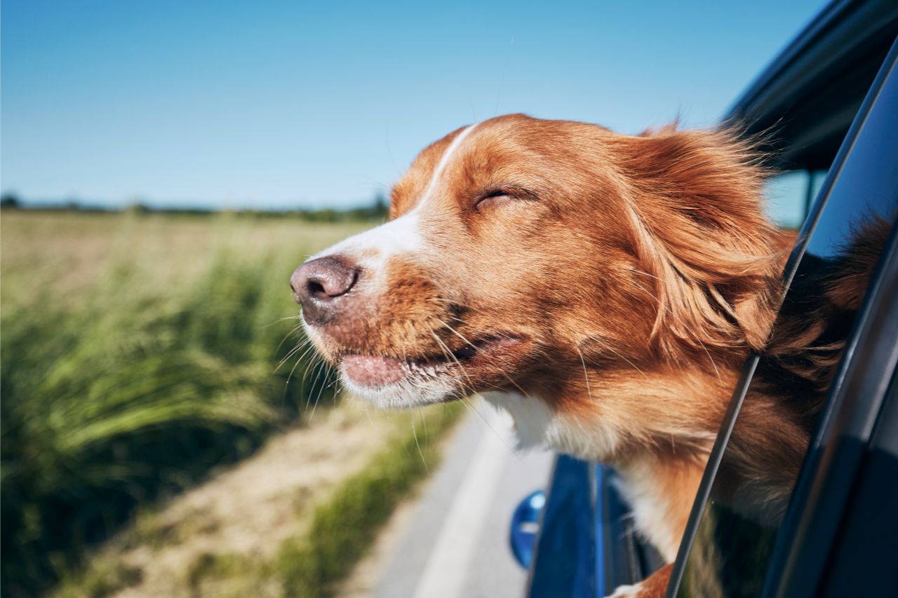 Cuidados com o cachorro ao andar de carro