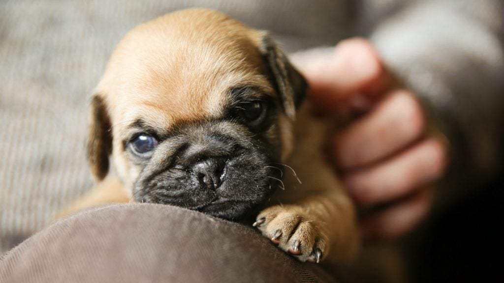filhote de cachorro com soluço