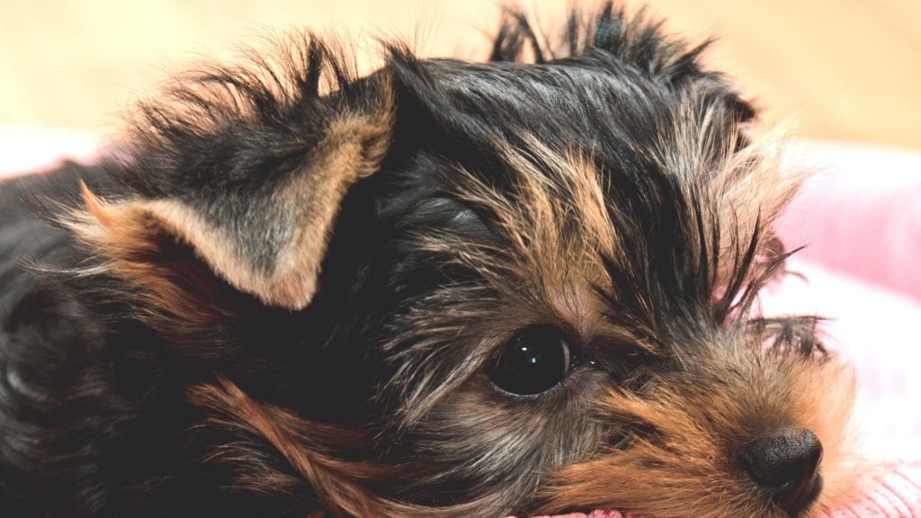 Crise de hipoglicemia em cães: o que é?