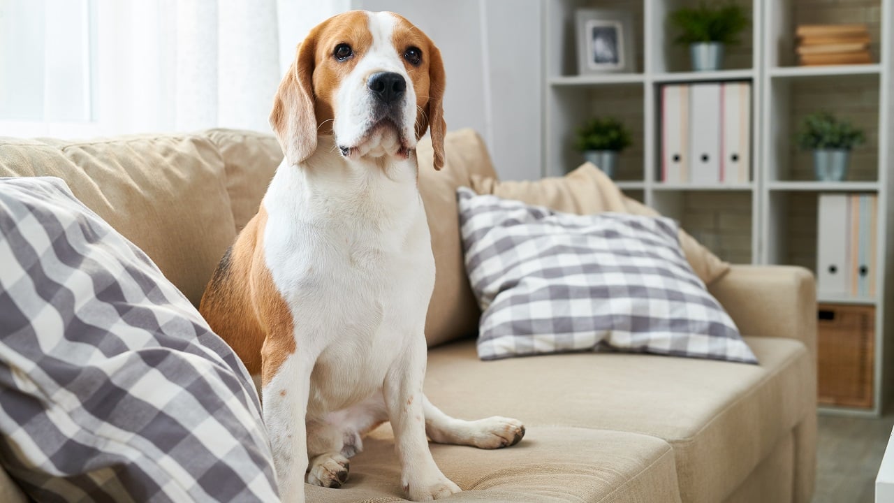 Como limpar xixi de cachorro do sofá ou do colchão?