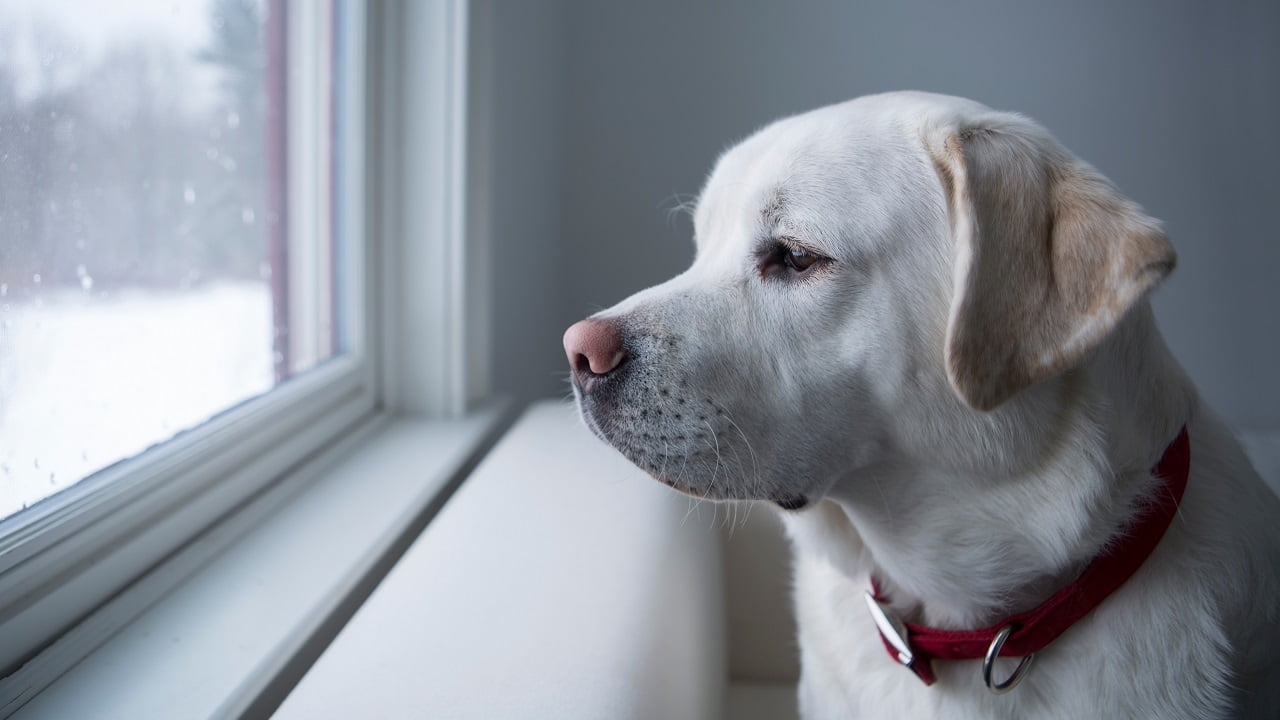 Depressão em cachorro: o que é e quais os principais sintomas?