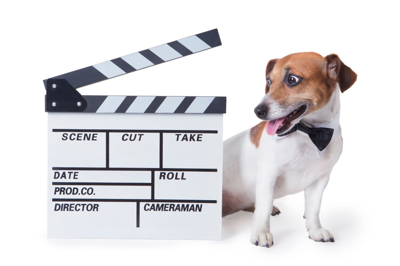 Cachorros em filmes: confira 16 deles
