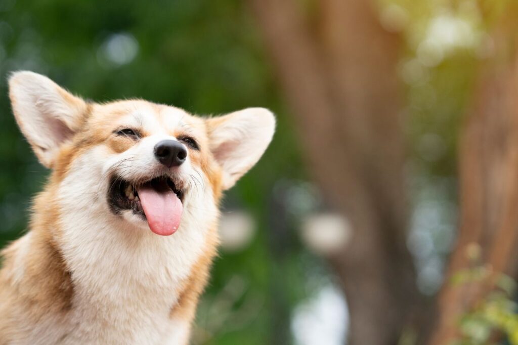 Cuidados diários com o cachorro