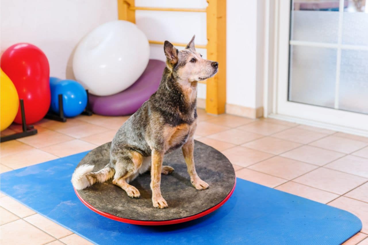 Fisioterapia para cães: como funciona?