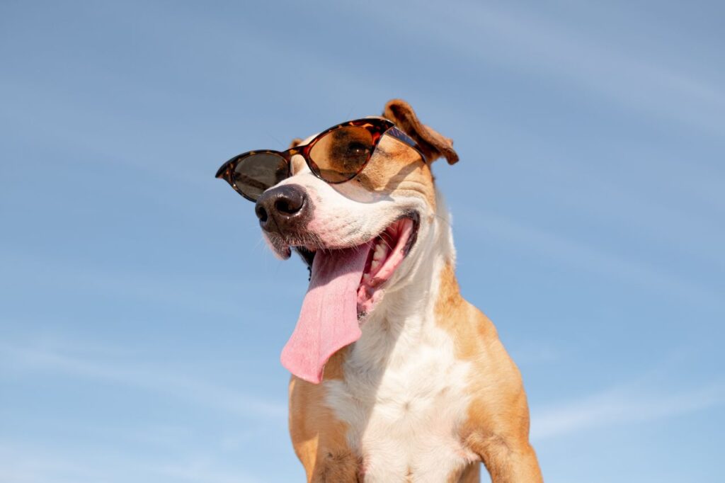 8 cachorros que já salvaram vidas no Brasil