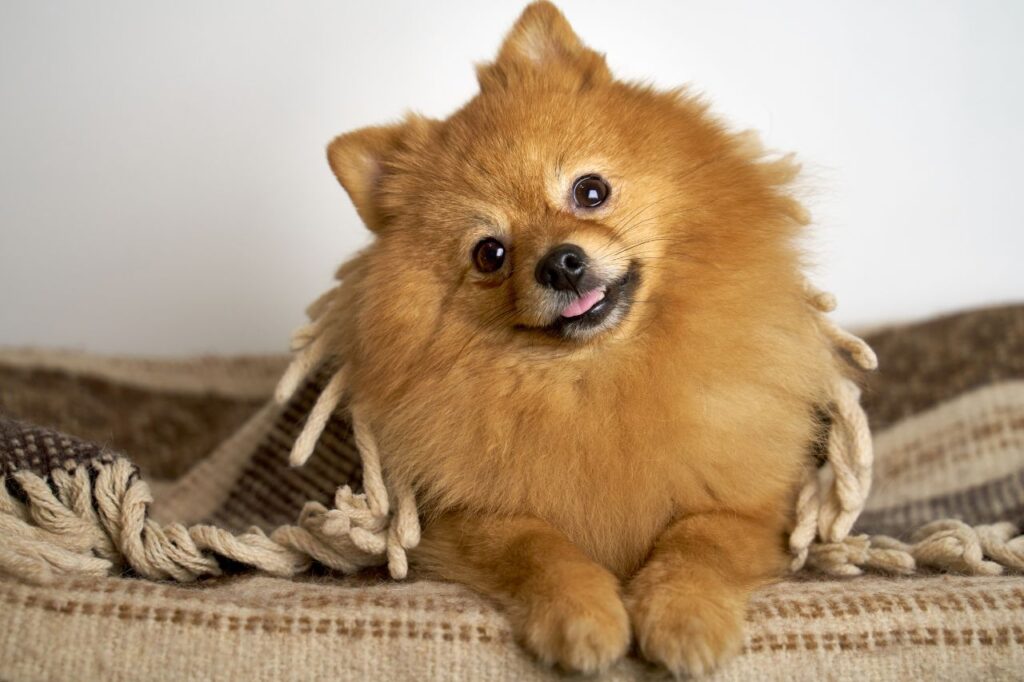 Meu cachorro entende o que eu falo?