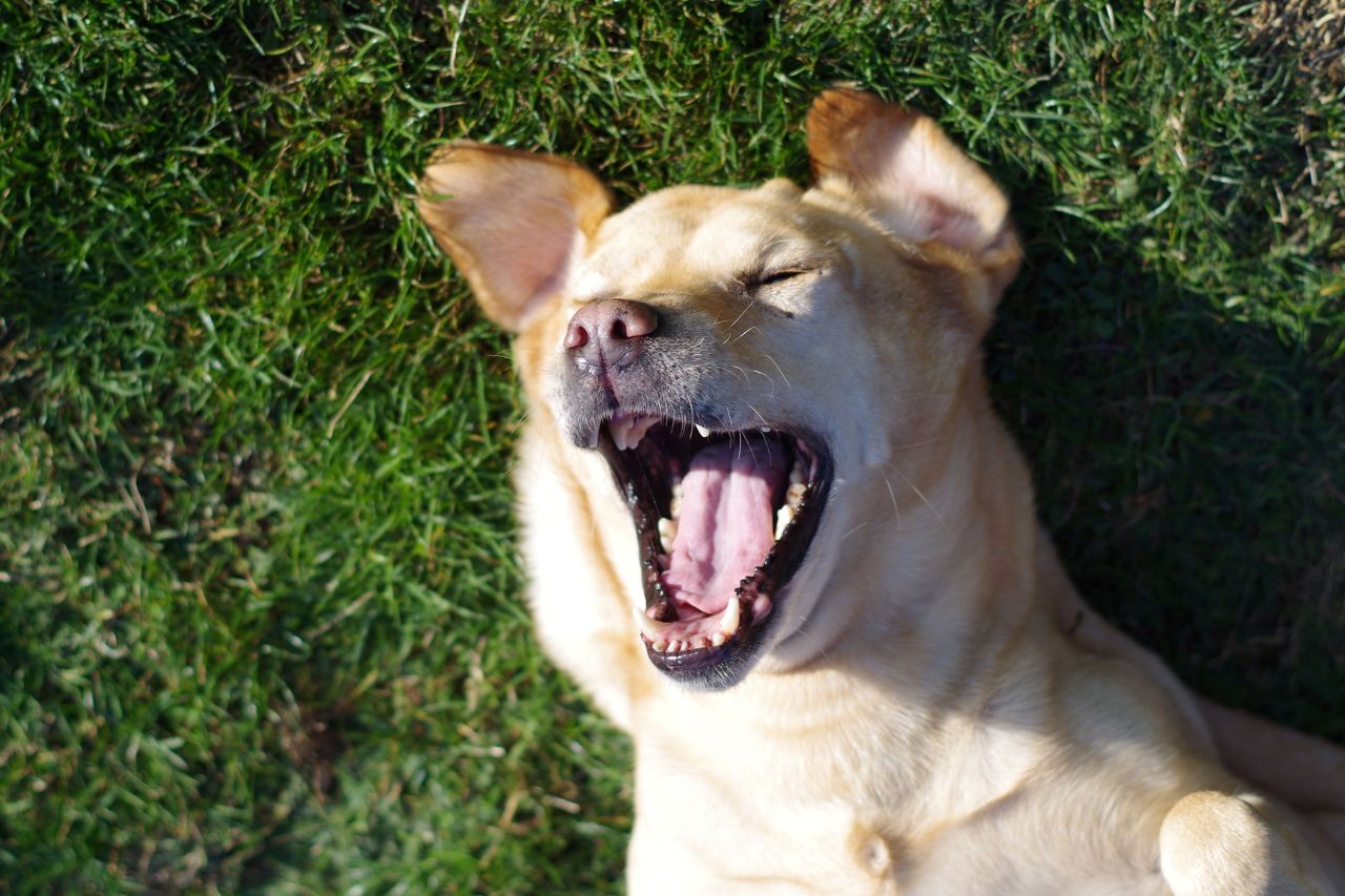 As Melhores Reações a Peidos ⭐de Cães e Gatos Muito Engraçados