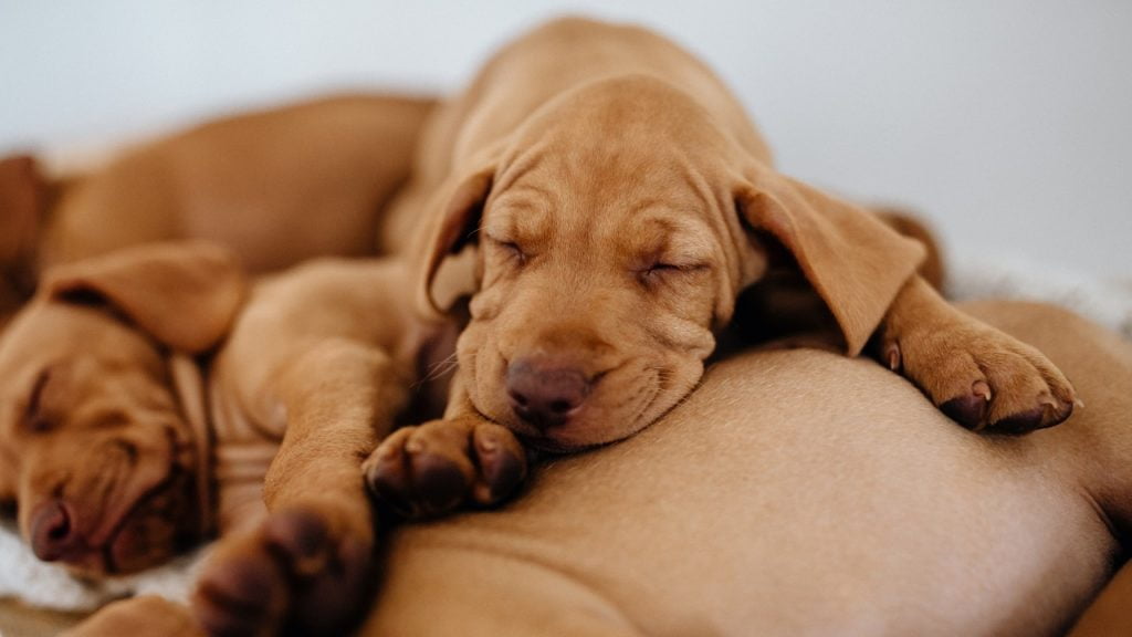 Será que cachorro sonha e tem pesadelo?