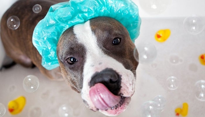 Produtos de higiene humanos em cachorros. Quais os riscos?