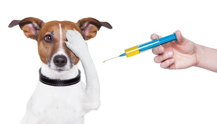 Quantas vacinas meu cachorro precisa tomar?