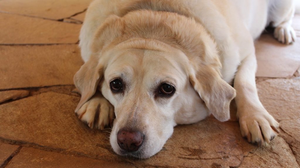 cachorro obeso