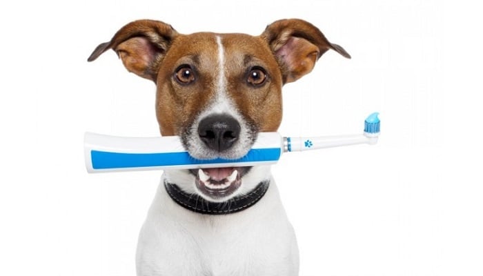 Escovar os dentes do cachorro é mesmo necessário?