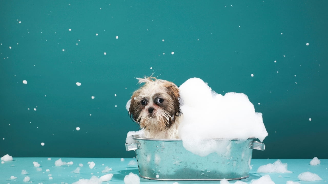 Filhote de cachorro pode tomar banho?