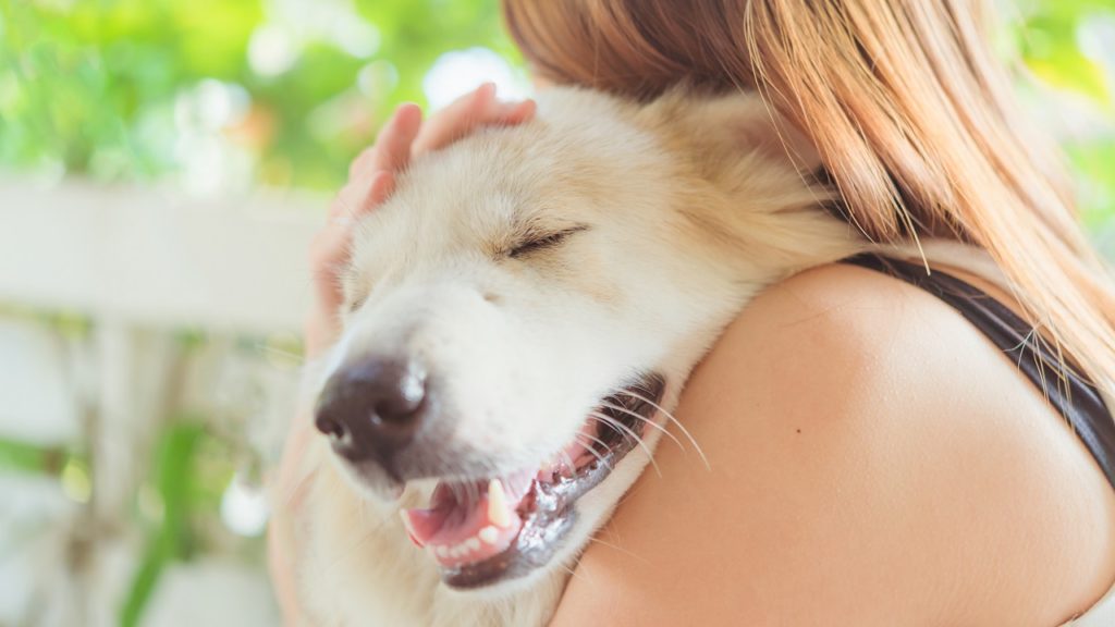 gravidez psicológica em cachorra