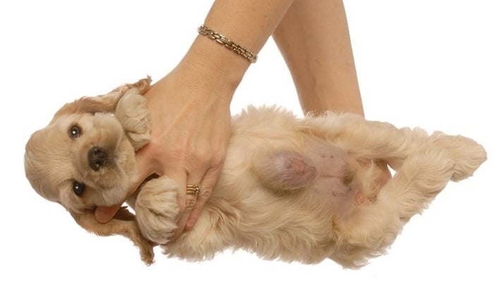 Hérnia umbilical em cachorros: preciso de me preocupar?