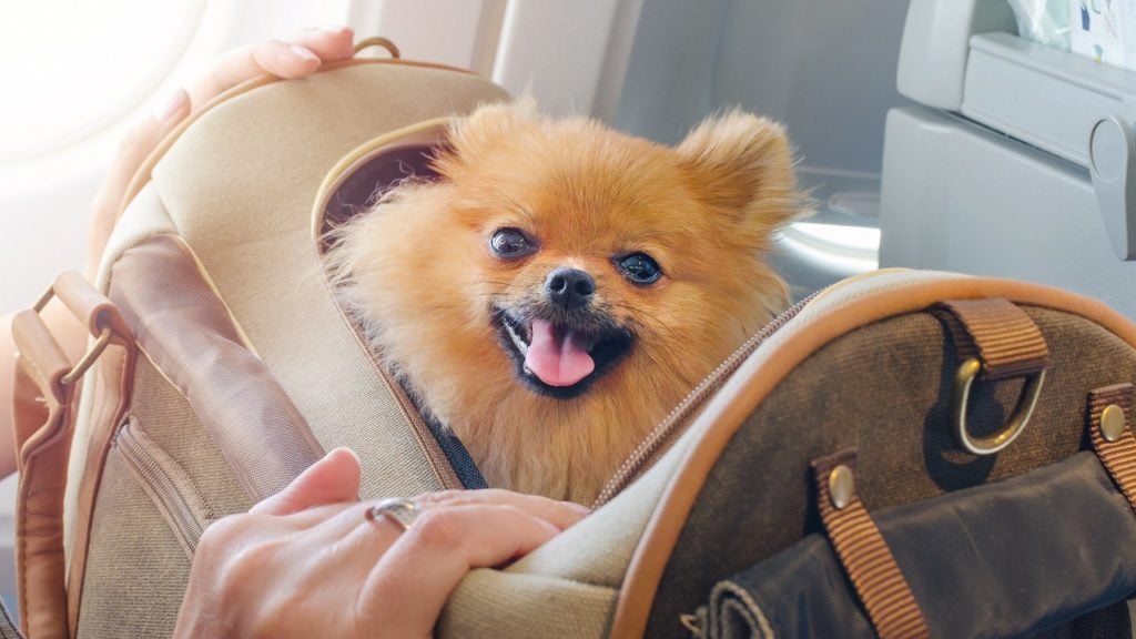 viagem de avião com cachorro