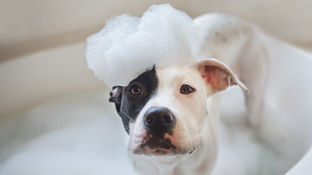Como dar banho no cachorro em casa?