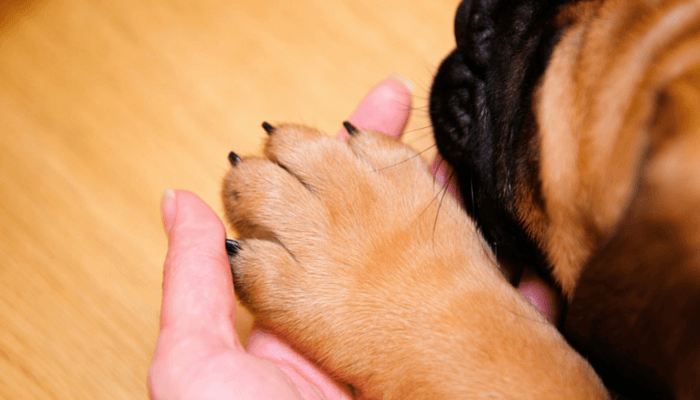5 aplicativos que todo tutor de cachorro precisa conhecer