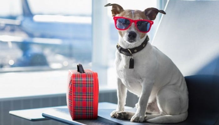 Vou viajar com meu cachorro. Quais documentos preciso levar?