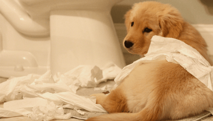 Meu cachorro destrói o tapete higiênico. O que fazer?
