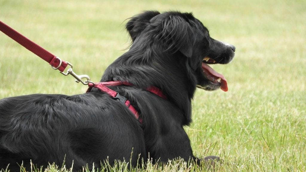 coleira para cachorro