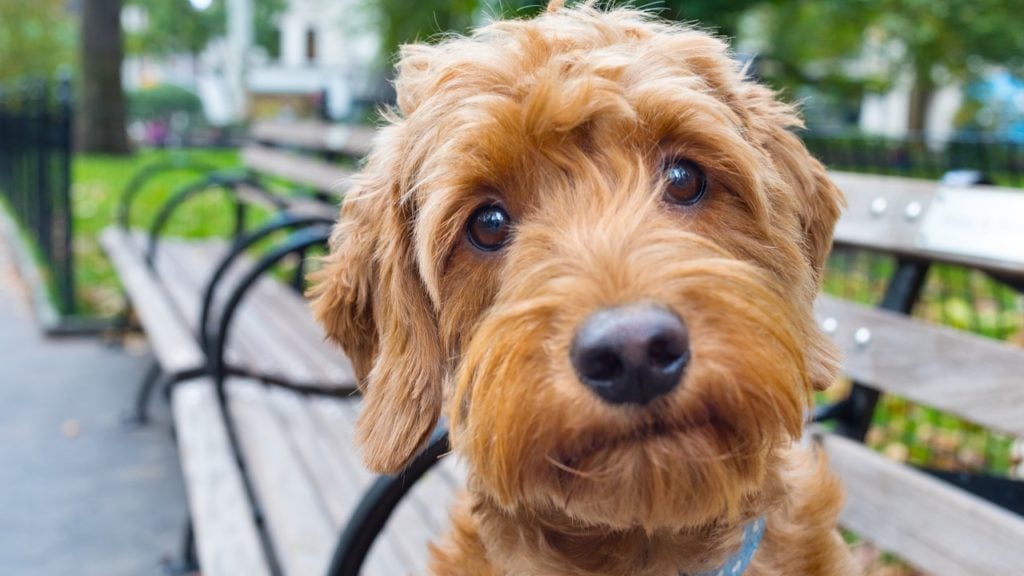 lugares pet friendly em Floripa