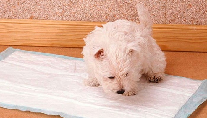 Qual o melhor tapete higiênico para cachorros?