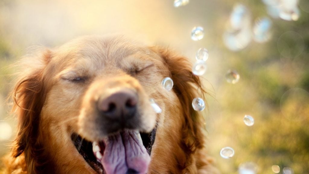 castração de cachorro