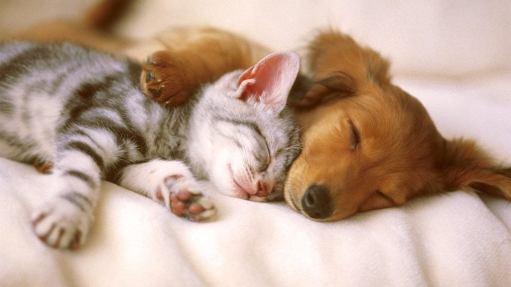 como acostumar cachorro com gato