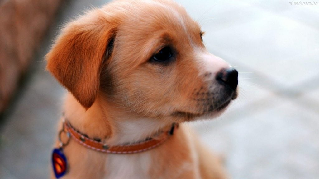 como colocar coleira no cachorro