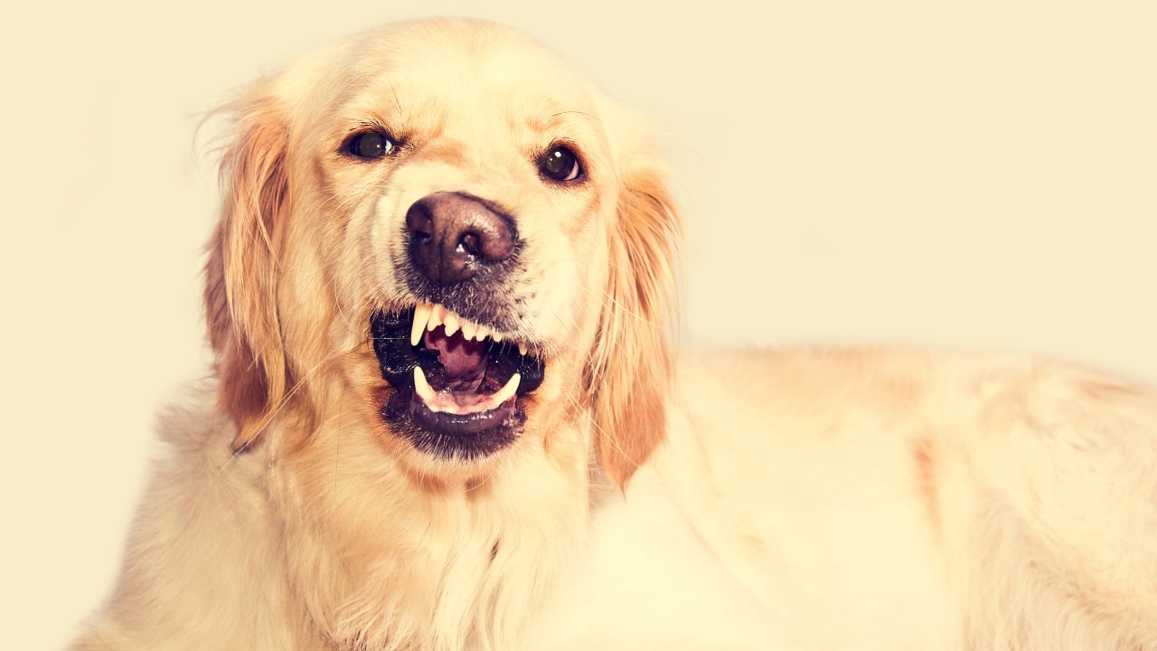 Cachorro rosnando com frequência: e agora?