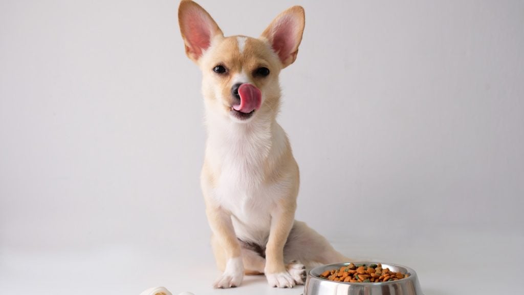 comedouro automático