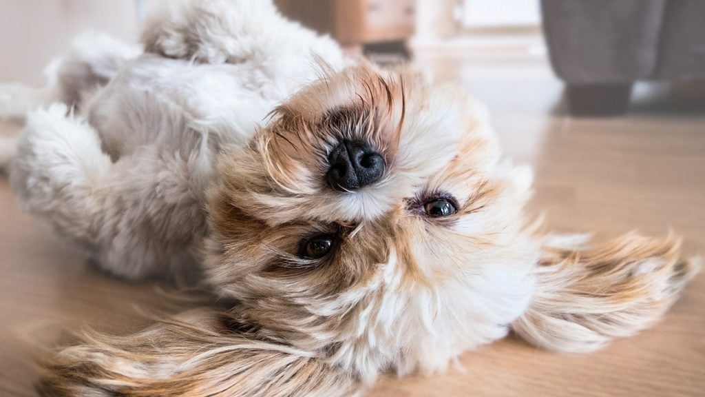 cachorro para apartamento