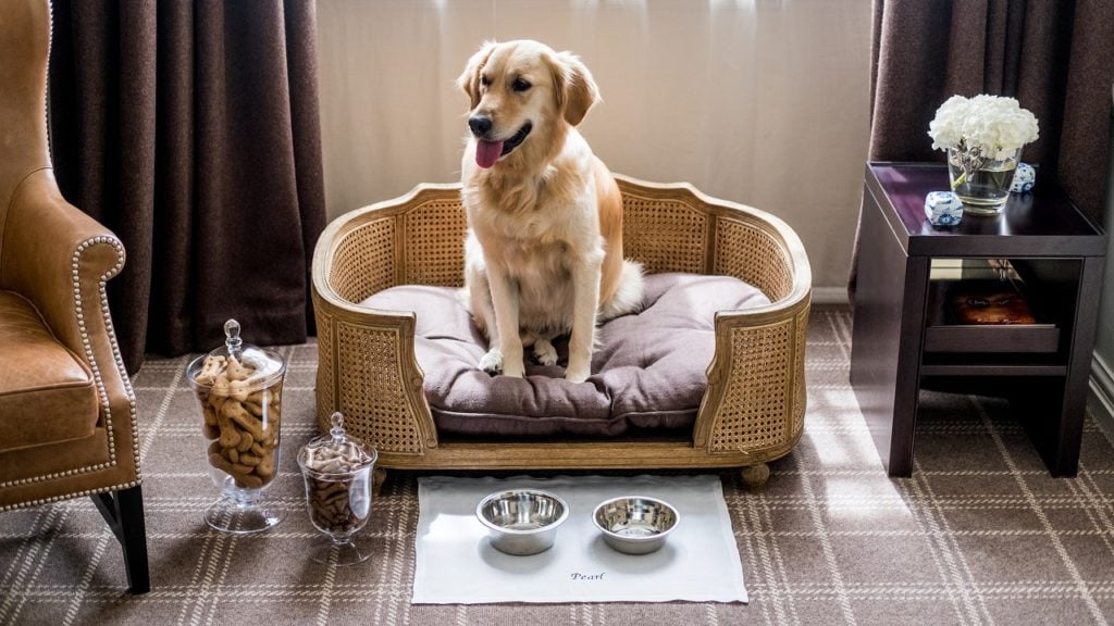 hotel para cachorro