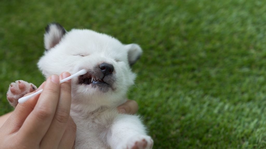 cachorro tem dente de leite