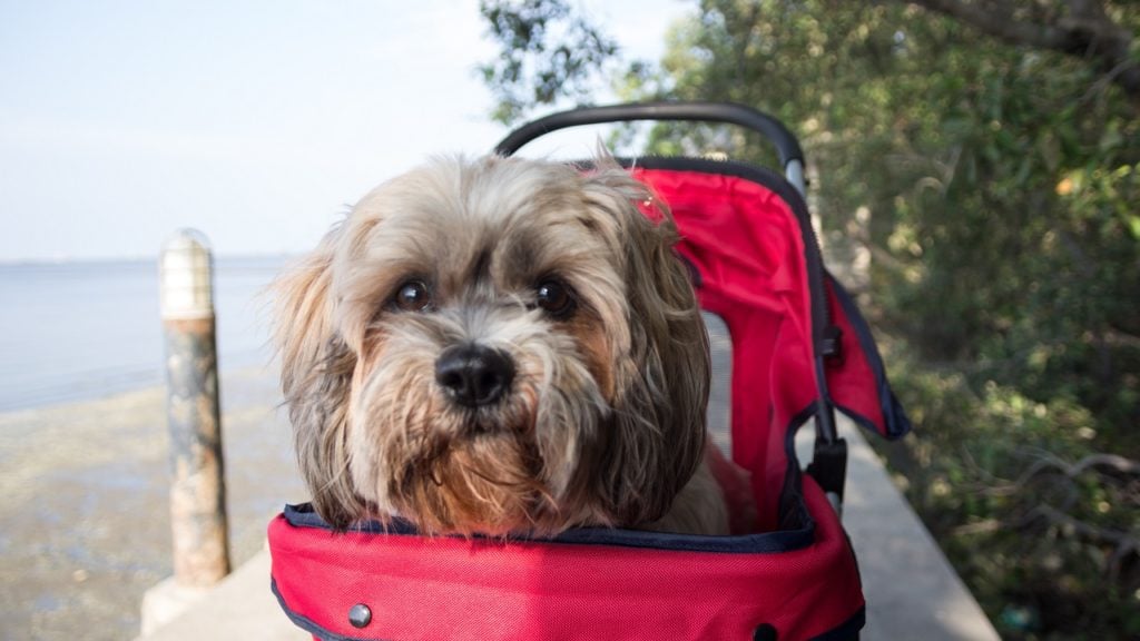 carrinho para cachorro