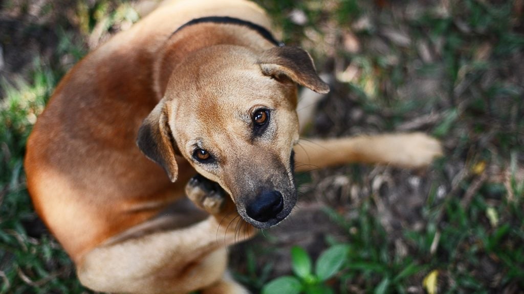 como curar sarna de cachorro