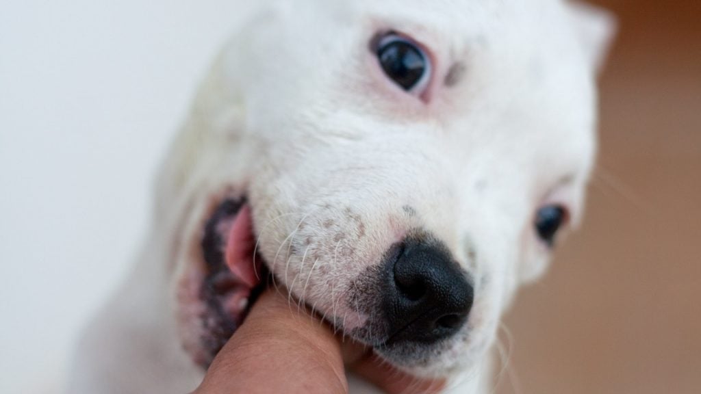 filhotes mordem até qual idade