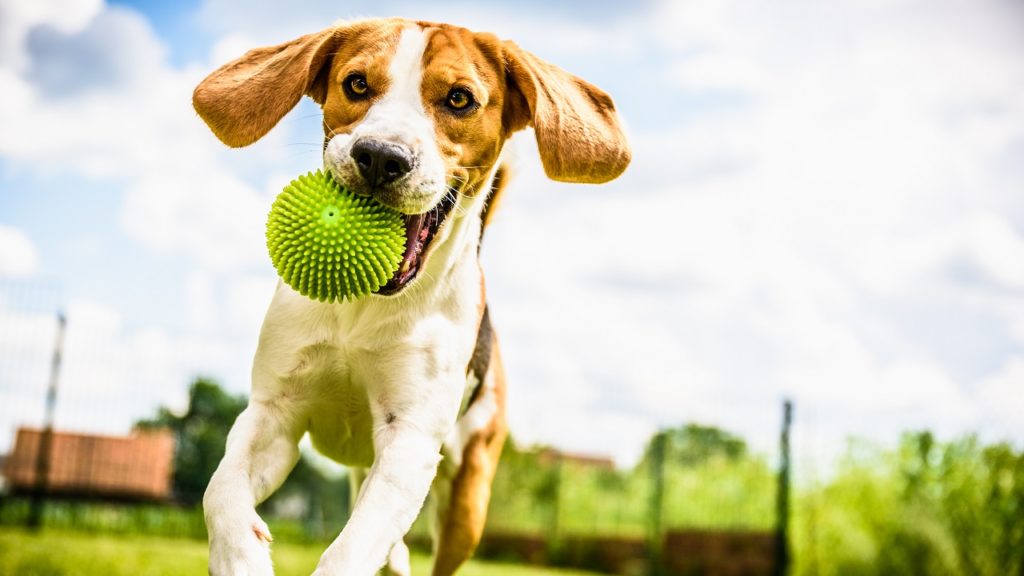 como acalmar cachorro