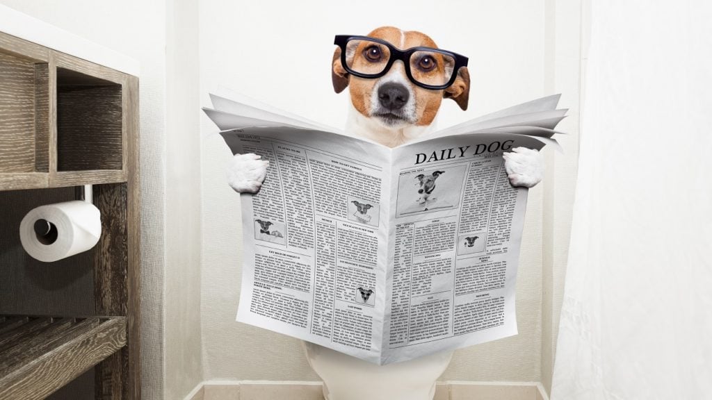 como ensinar cachorro velho a fazer necessidades no lugar certo