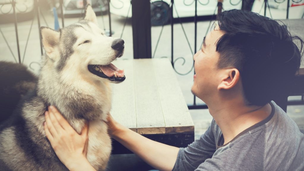 como o cachorro sabe quem é seu dono