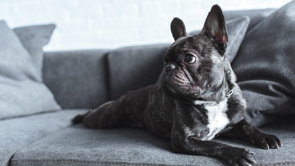 como tirar cheiro de xixi de cachorro