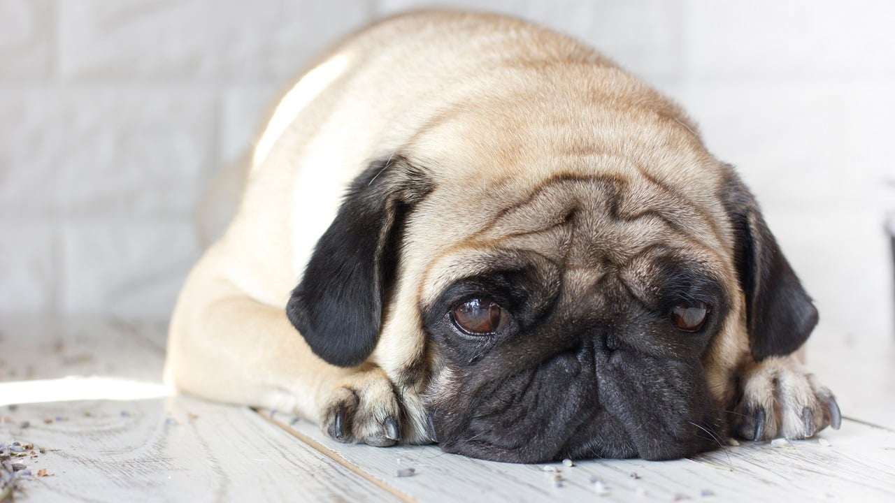 O que é e quais são os sintomas de leishmaniose em cachorros?