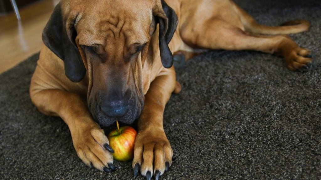Cachorro pode comer maçã?