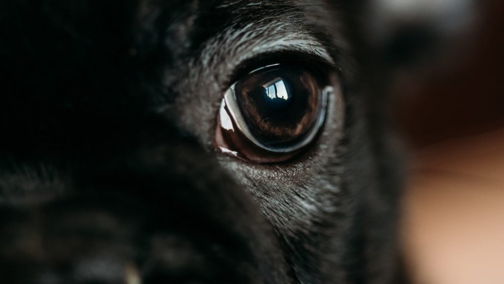 como desengasgar cachorro