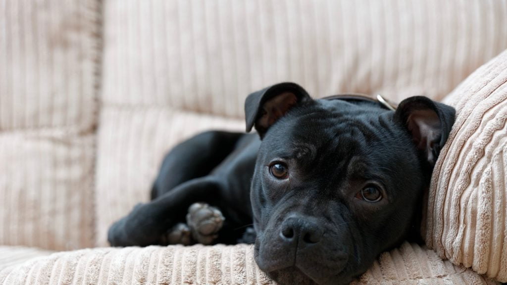 Cachorro tremendo: o que pode ser?