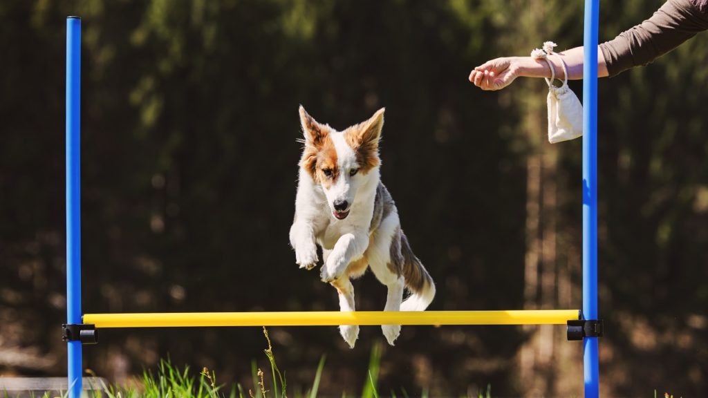 Como adestrar um cachorro?