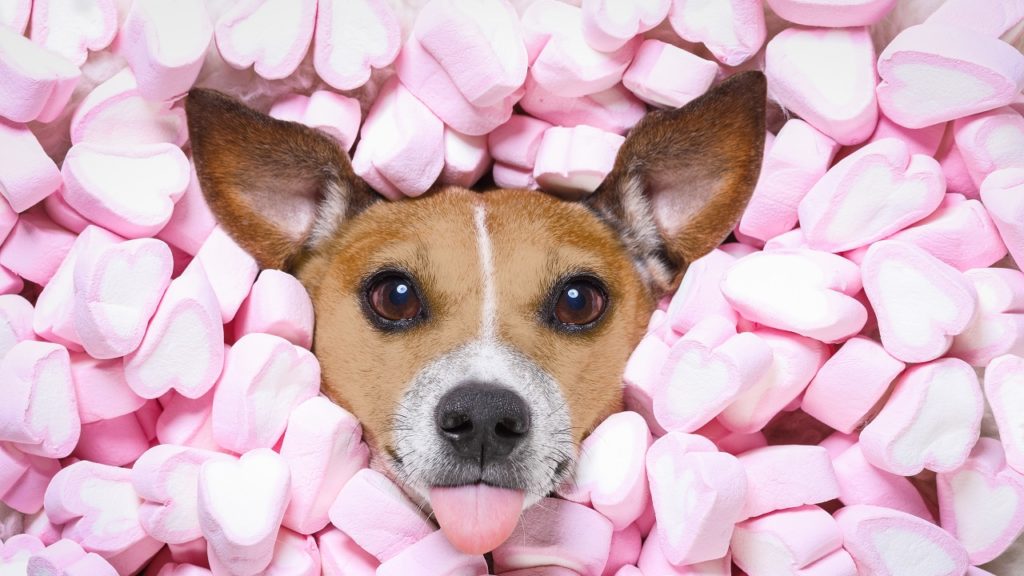 O que é e como funciona um aplicativo de fotos de cachorro?