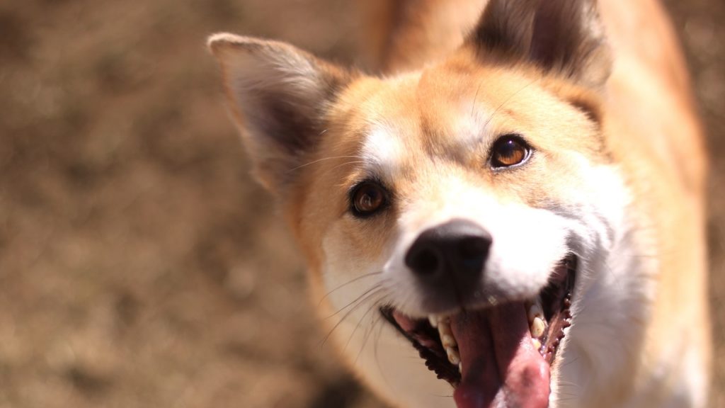 35 nomes de cachorro engraçados!